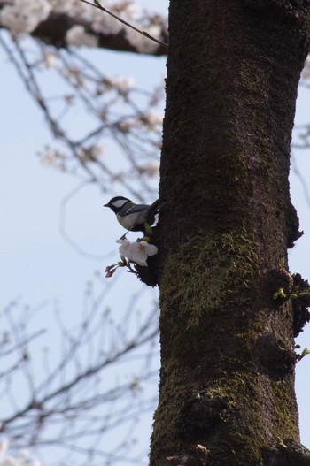 Japanese Tit 羽村堰 Sat, 3/27/2021