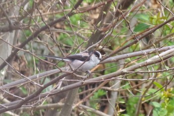 Long-tailed Tit 羽村堰 Sat, 3/27/2021