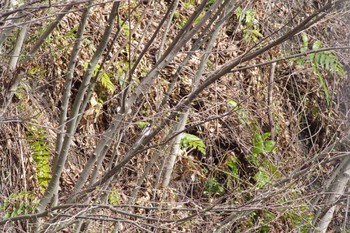 Plain-mantled Tit-Spinetail 羽村堰 Sat, 3/27/2021