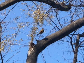 2021年3月29日(月) さいわい緑道(川崎市)の野鳥観察記録