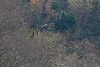 Black Kite 裏高尾 Sat, 3/27/2021