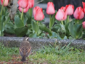 Dusky Thrush 茅ヶ崎市 Mon, 3/29/2021