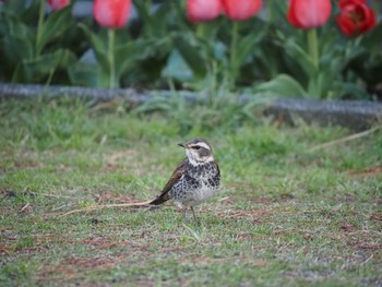 Dusky Thrush 茅ヶ崎市 Mon, 3/29/2021