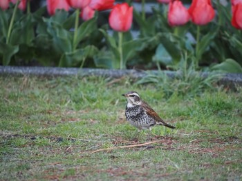 Dusky Thrush 茅ヶ崎市 Mon, 3/29/2021