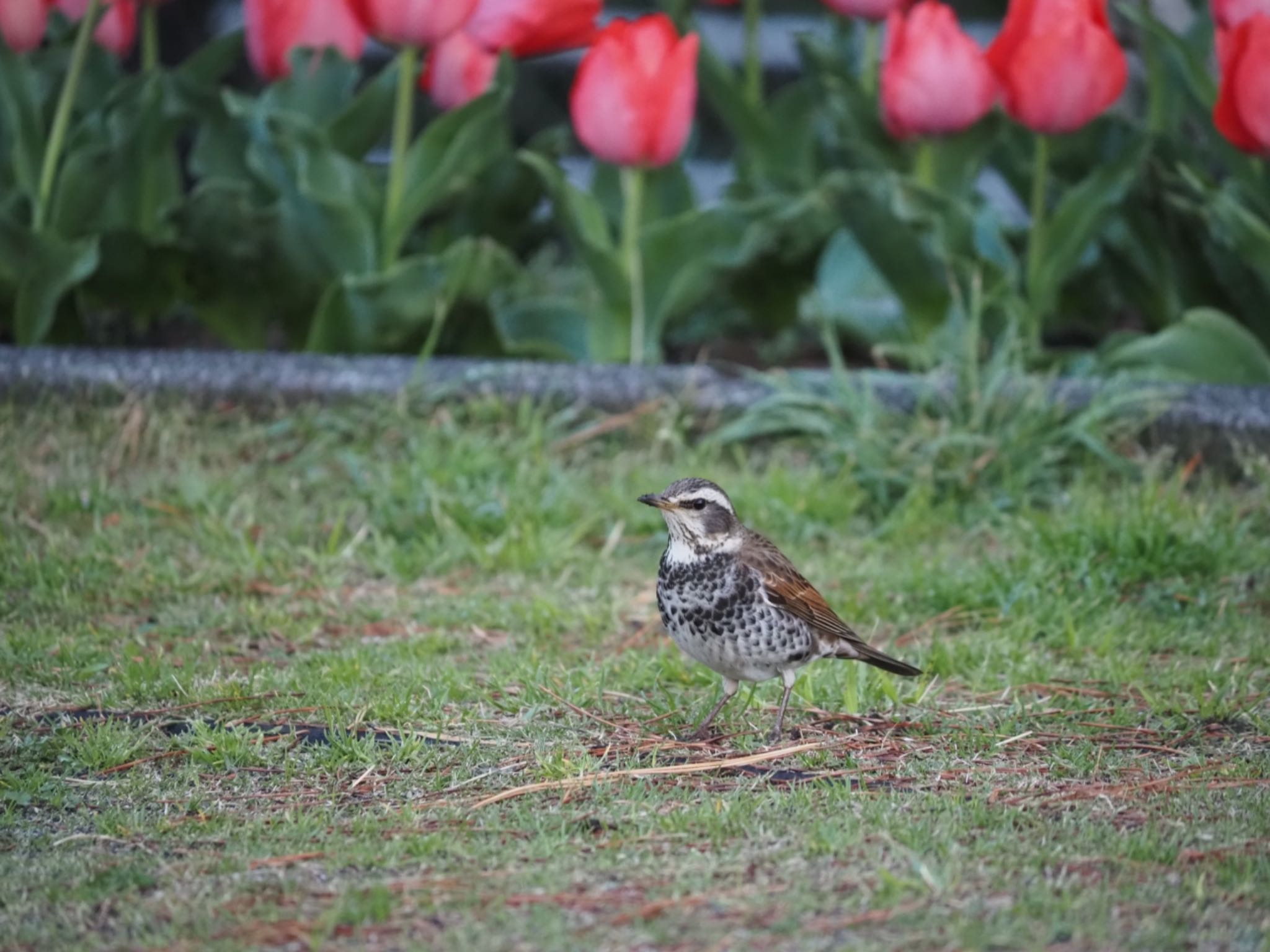 Photo of Dusky Thrush at 茅ヶ崎市 by 大福