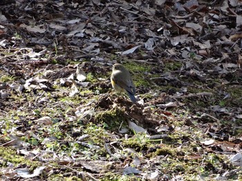 Red-flanked Bluetail 涸沼 Sat, 2/11/2017