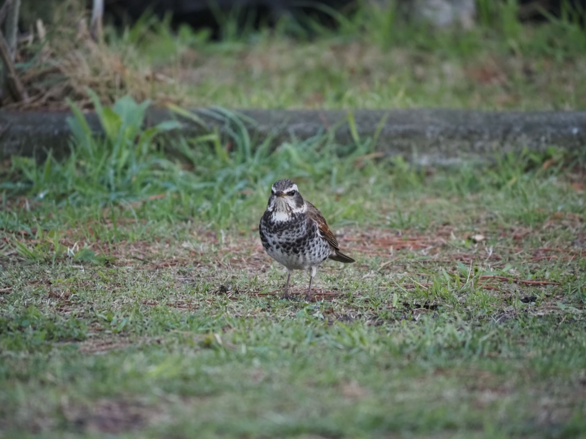 Photo of Dusky Thrush at 茅ヶ崎市 by 大福