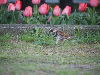 Dusky Thrush 茅ヶ崎市 Mon, 3/29/2021