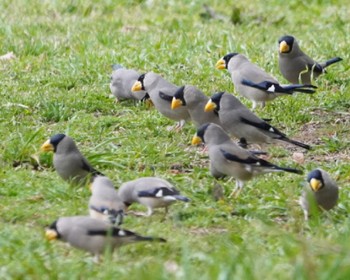 イカル 秋ヶ瀬公園 2021年3月28日(日)