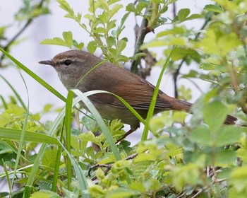 ウグイス 秋ヶ瀬公園 2021年3月28日(日)