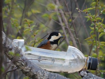 Varied Tit Akashi Park Sat, 3/27/2021