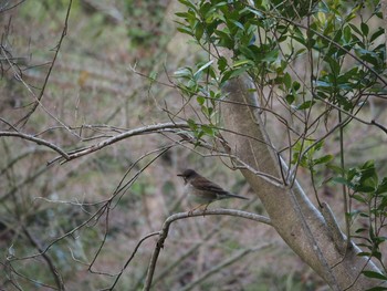 Pale Thrush Akashi Park Sat, 3/27/2021