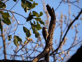 Japanese Pygmy Woodpecker Akashi Park Sat, 3/27/2021