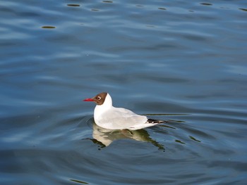 ユリカモメ 明石公園 2021年3月27日(土)