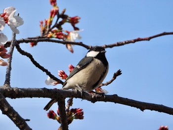 シジュウカラ 明石公園 2021年3月27日(土)