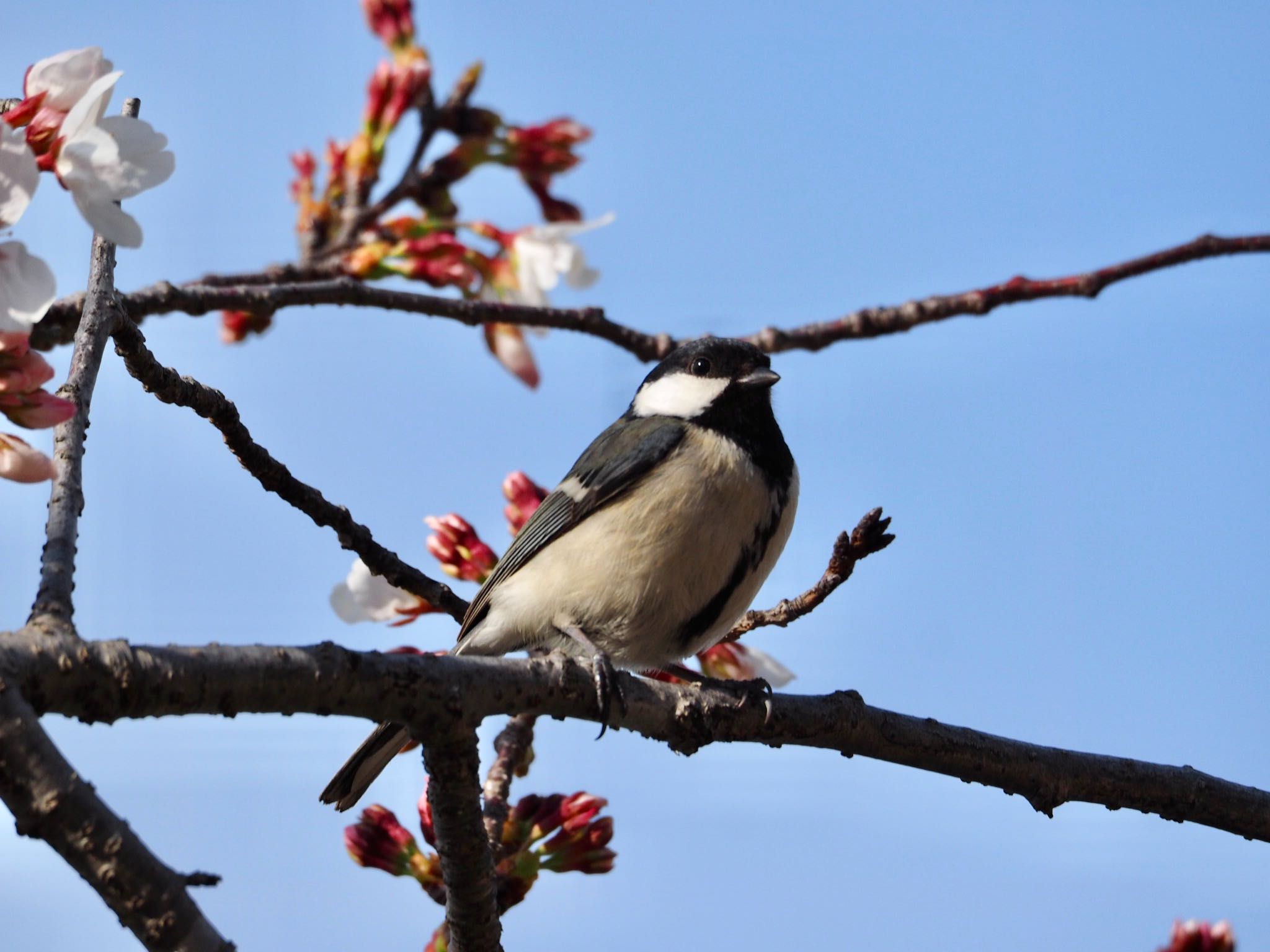 Photo of Japanese Tit at Akashi Park by pipi