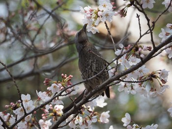 White-cheeked Starling Akashi Park Sat, 3/27/2021