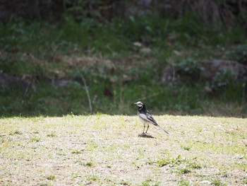 White Wagtail Akashi Park Sat, 3/27/2021