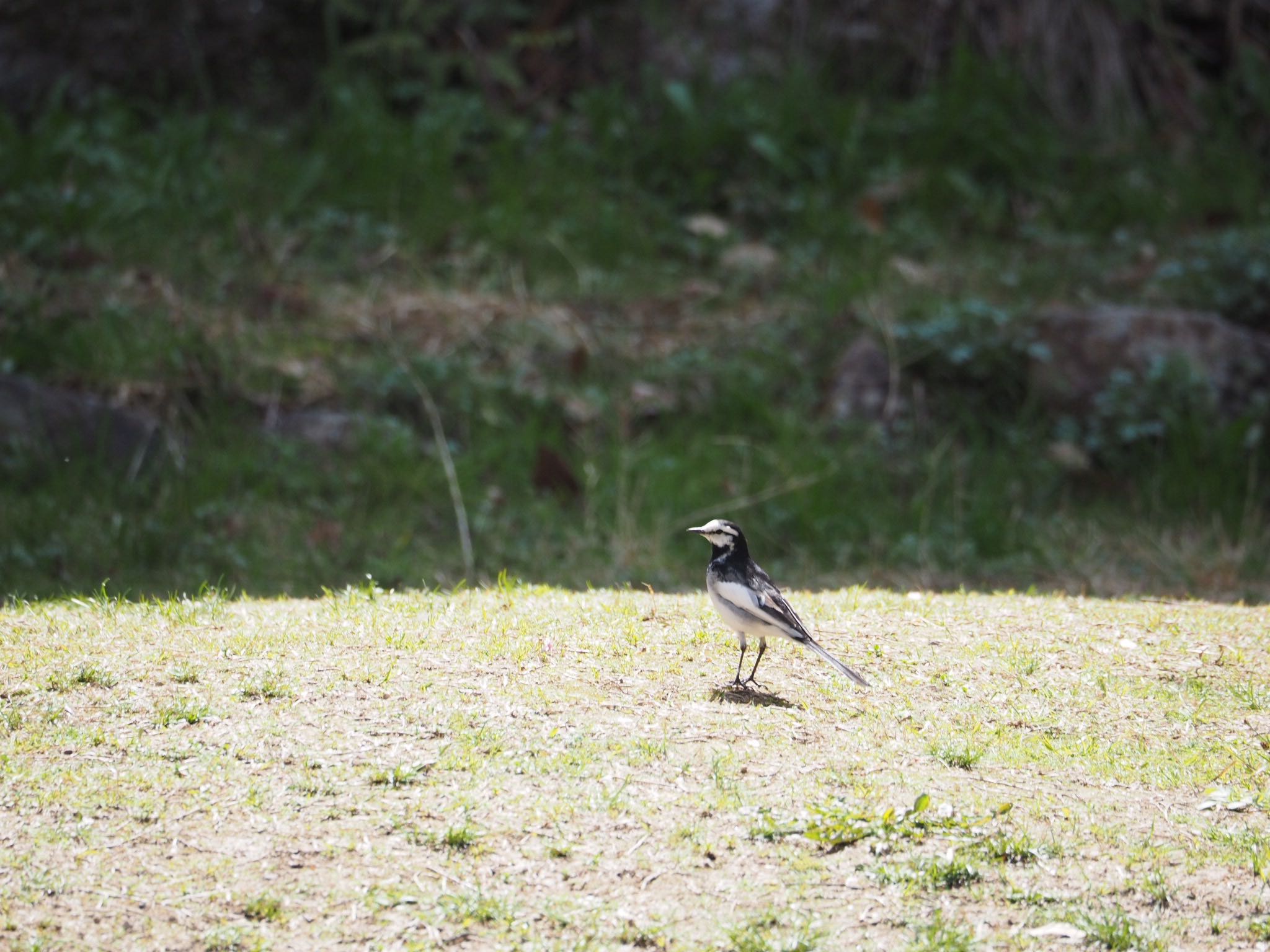 Photo of White Wagtail at Akashi Park by pipi