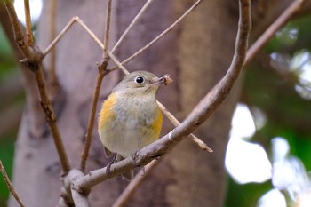 Red-flanked Bluetail 東京都 Sun, 3/28/2021