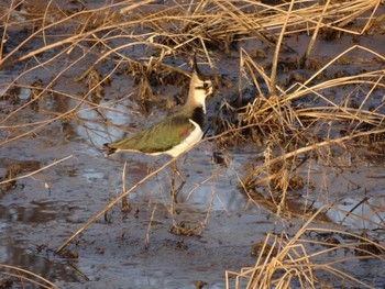 Northern Lapwing 大久保農耕地 Sat, 1/28/2017