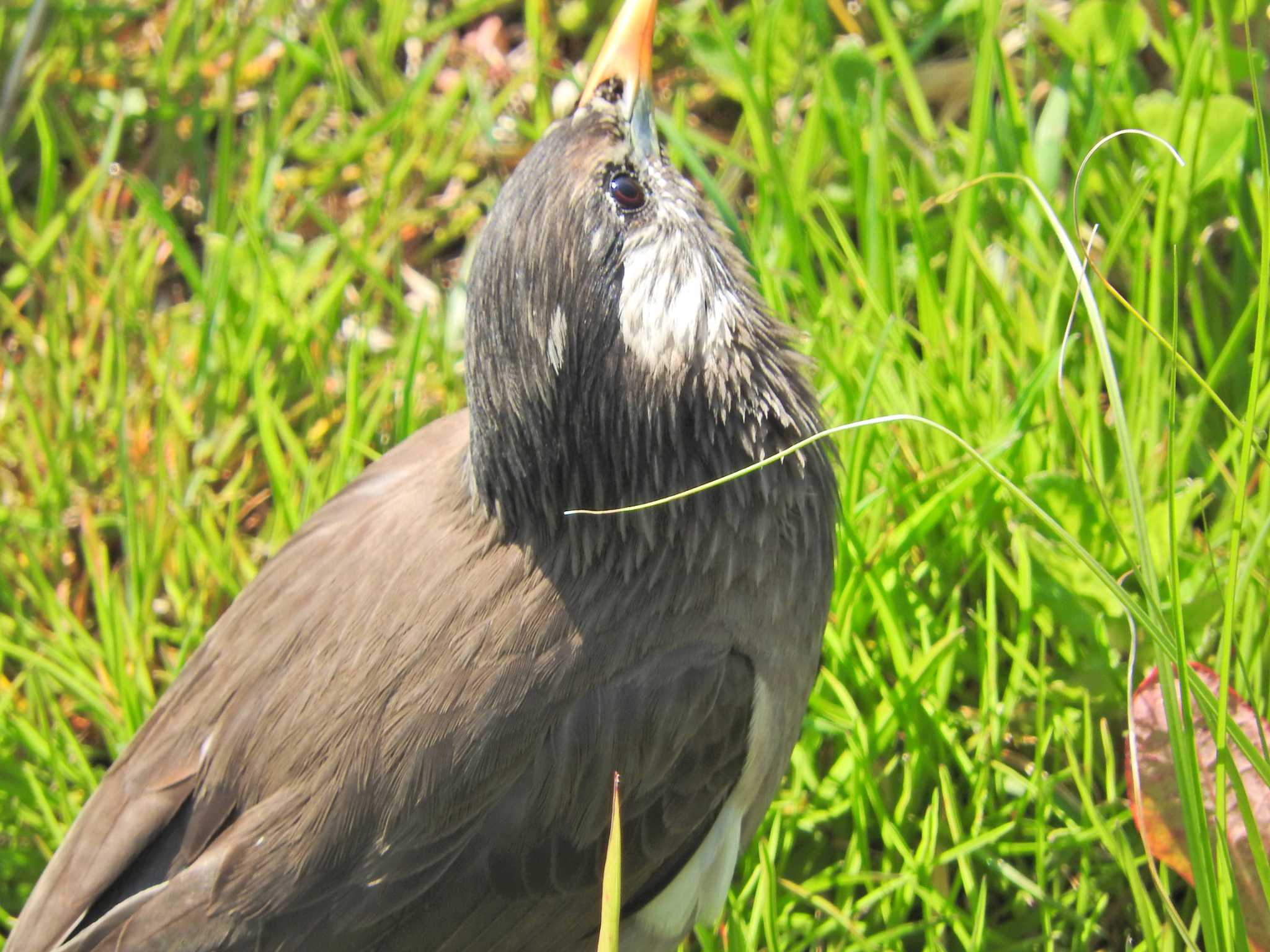 White-cheeked Starling