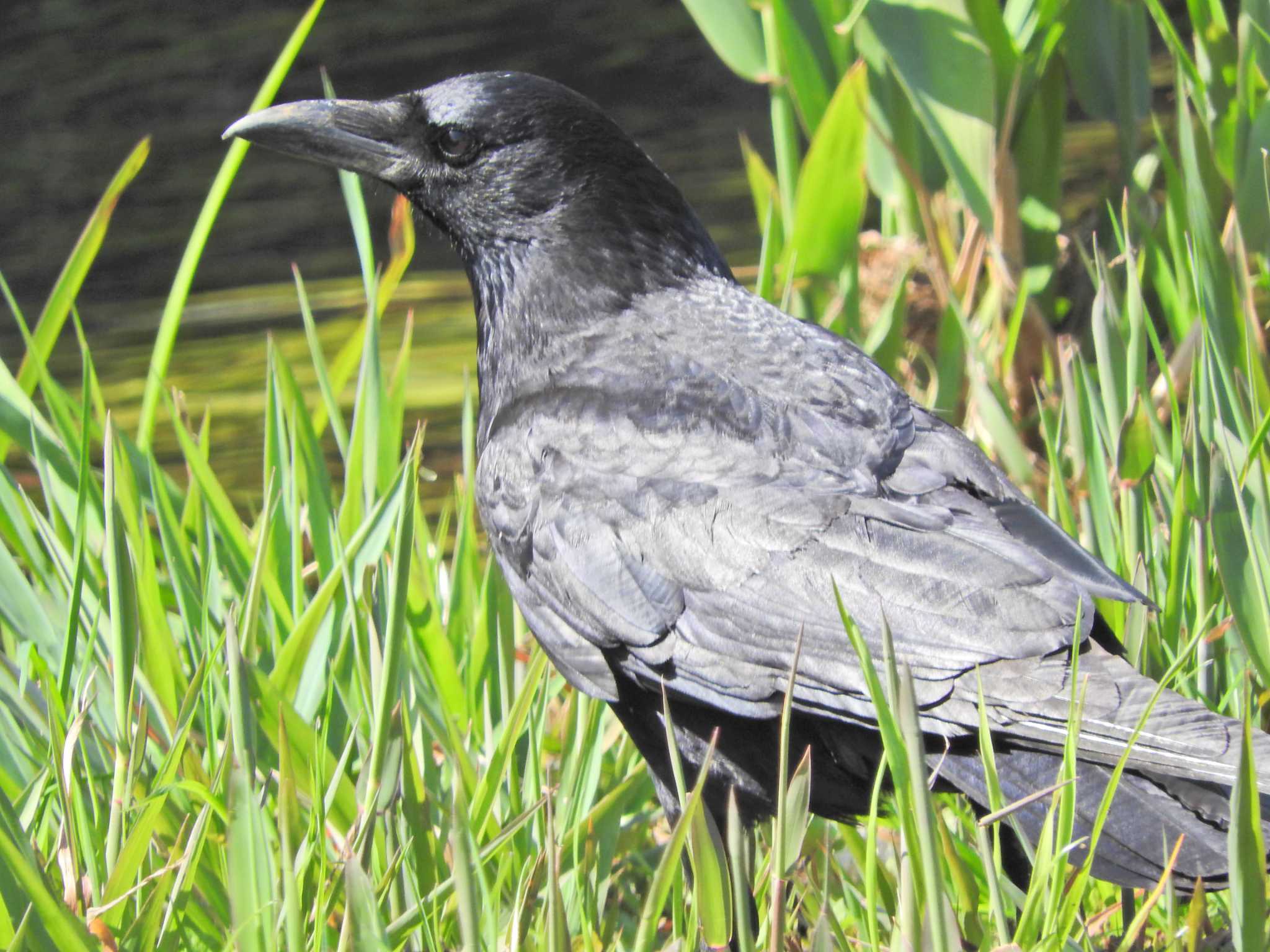 Photo of Carrion Crow at 落合川 by chiba