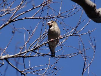 Sat, 1/28/2017 Birding report at 岩槻文化公園