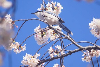 オナガ 野川 2021年3月29日(月)