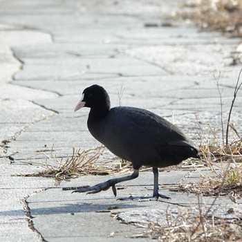 2021年2月10日(水) 草津下物の野鳥観察記録