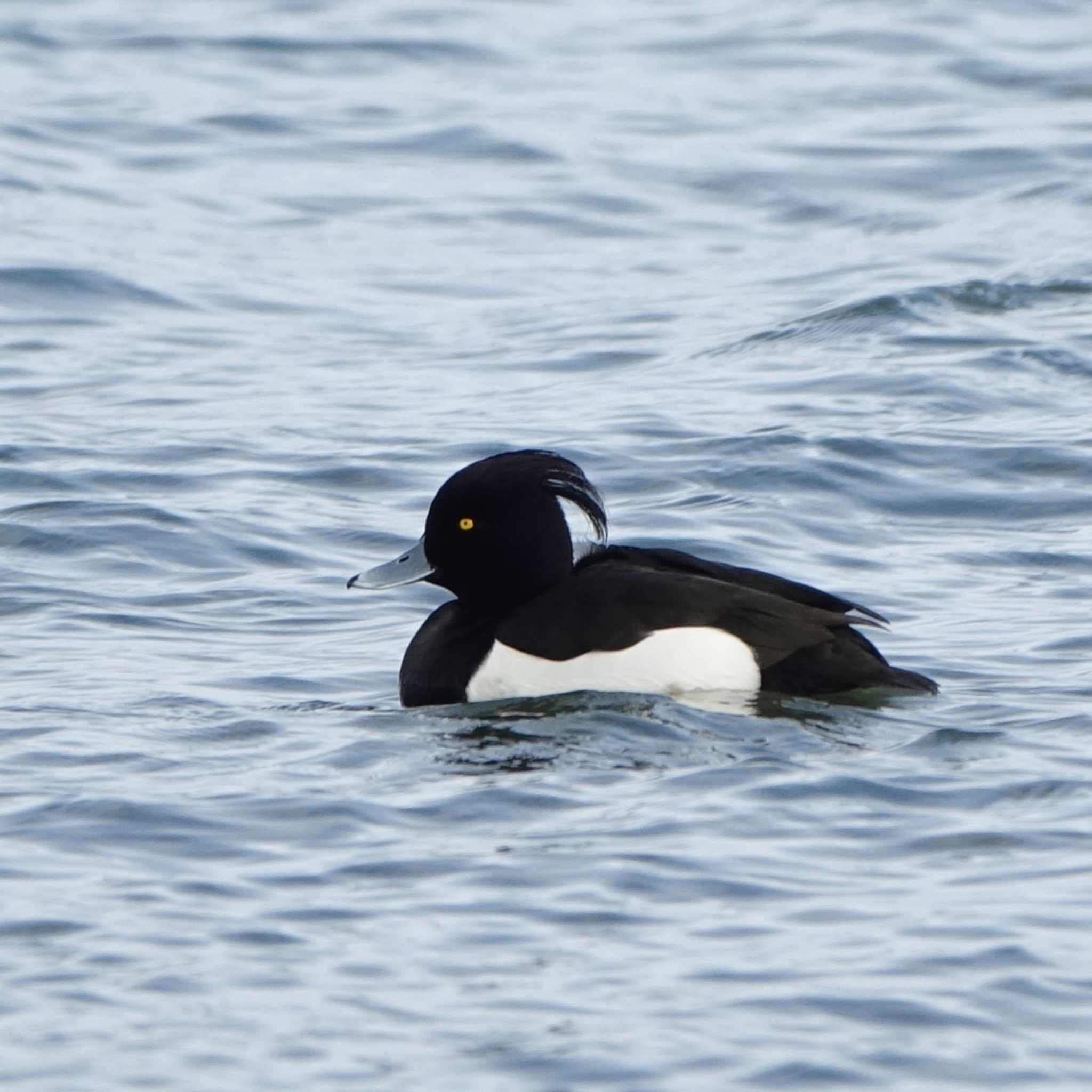 Tufted Duck