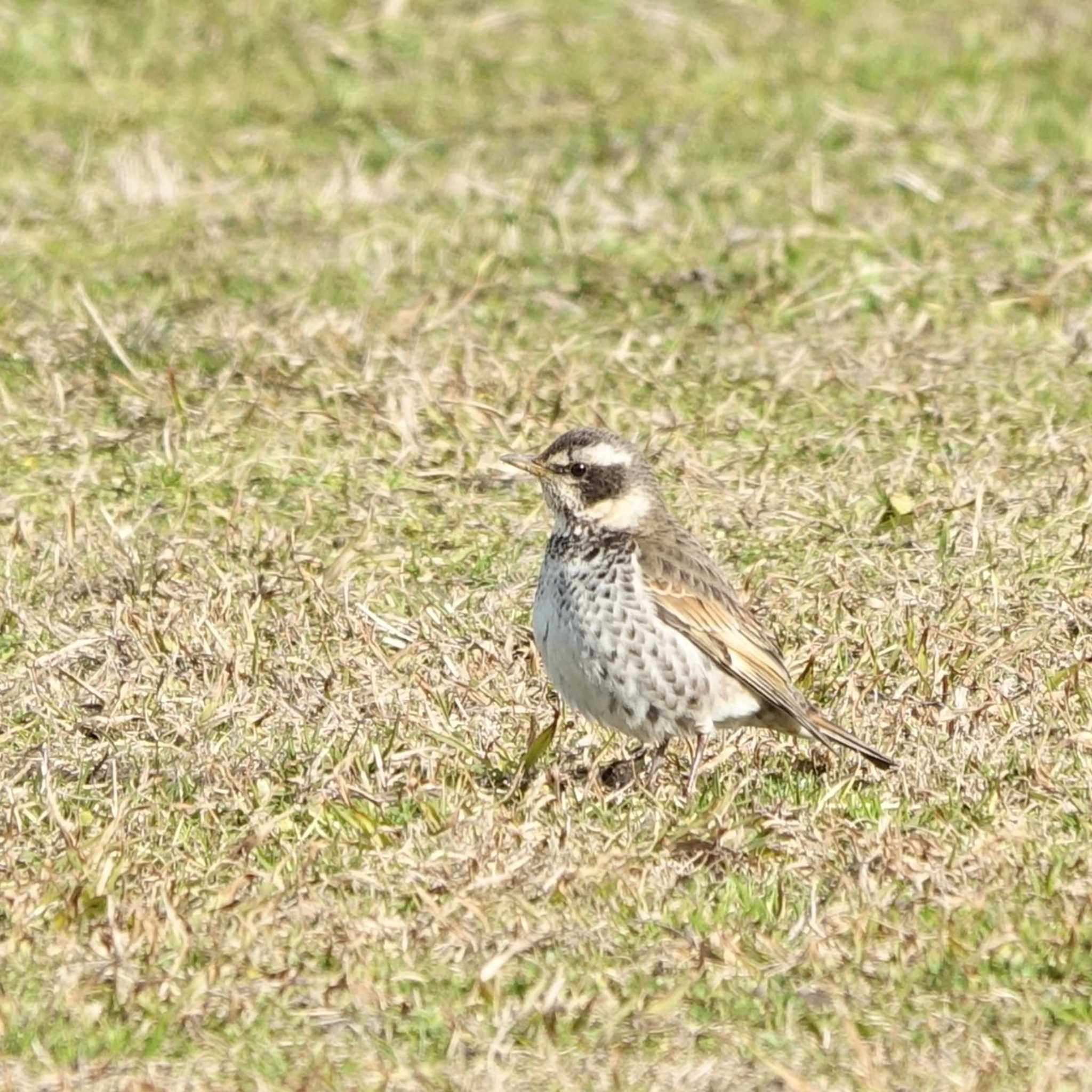 Dusky Thrush