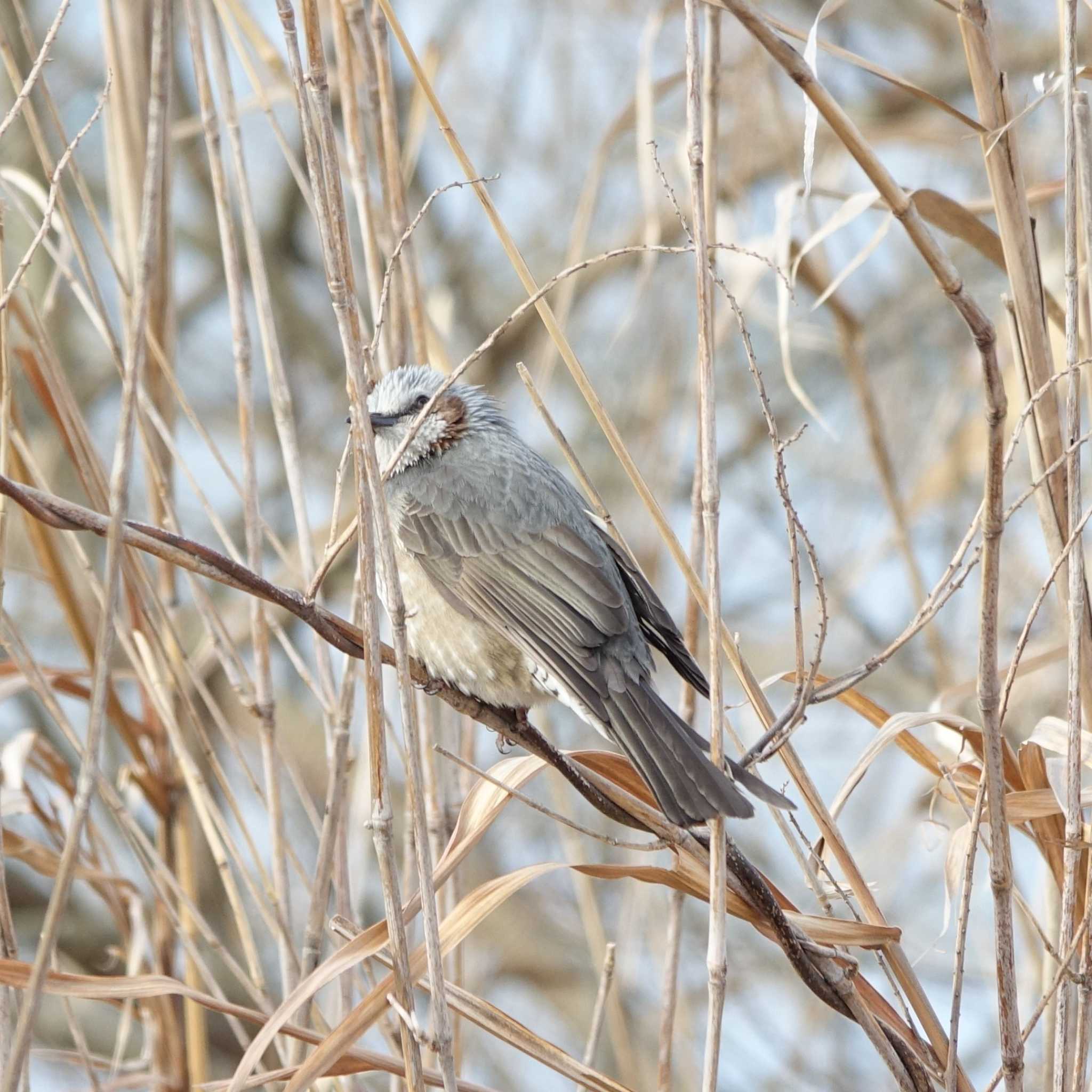 Brown-eared Bulbul