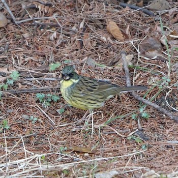 Sat, 2/13/2021 Birding report at Rokuha Park