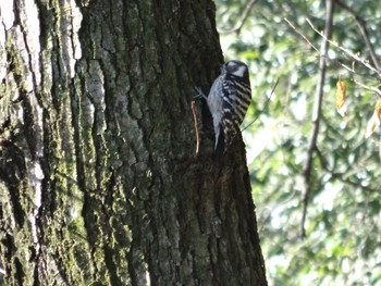 Japanese Pygmy Woodpecker 岩槻文化公園 Sat, 1/28/2017