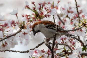 Russet Sparrow 佐保川 Mon, 3/29/2021