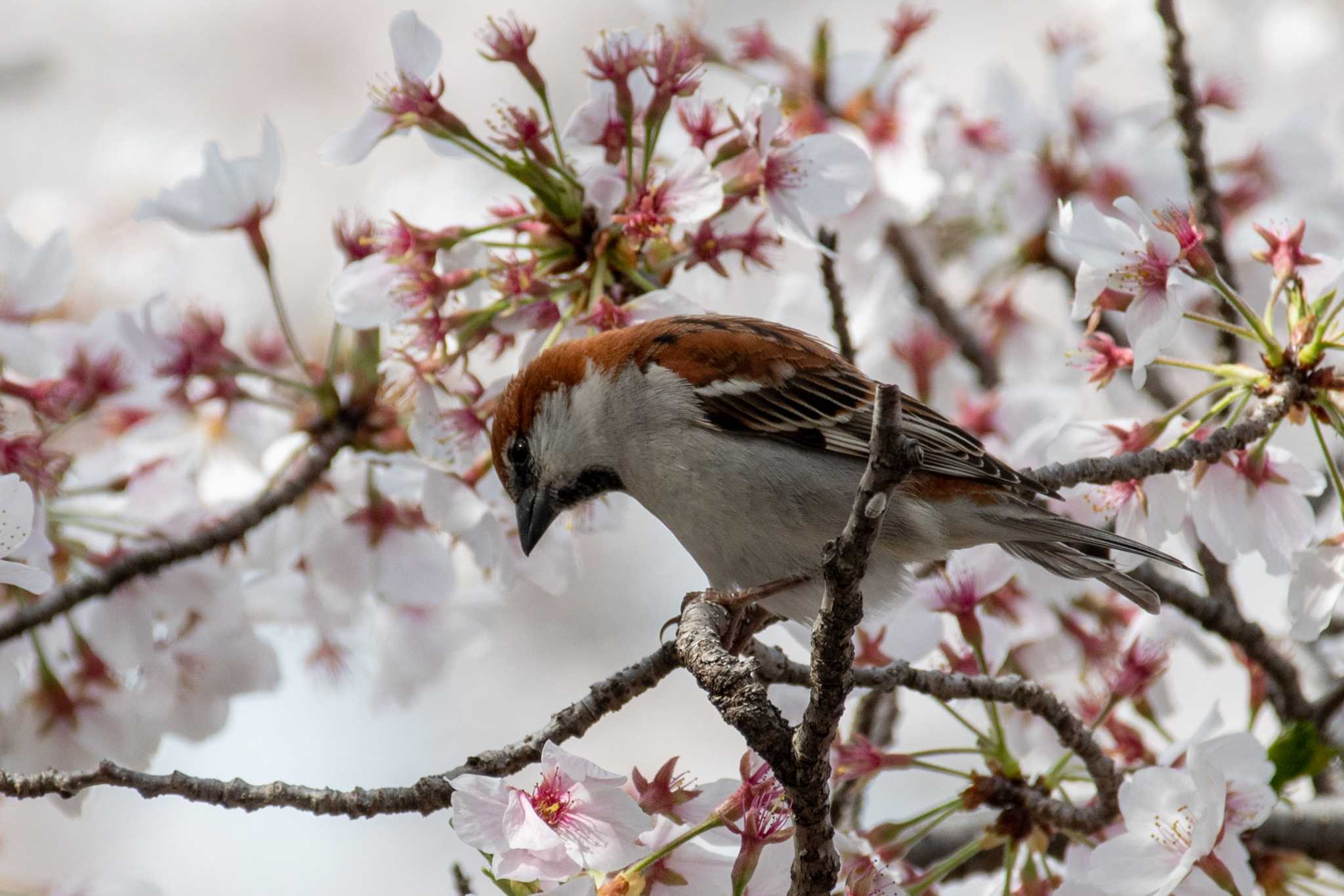 Photo of Russet Sparrow at 佐保川 by veritas_vita