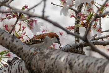 Russet Sparrow 佐保川 Mon, 3/29/2021