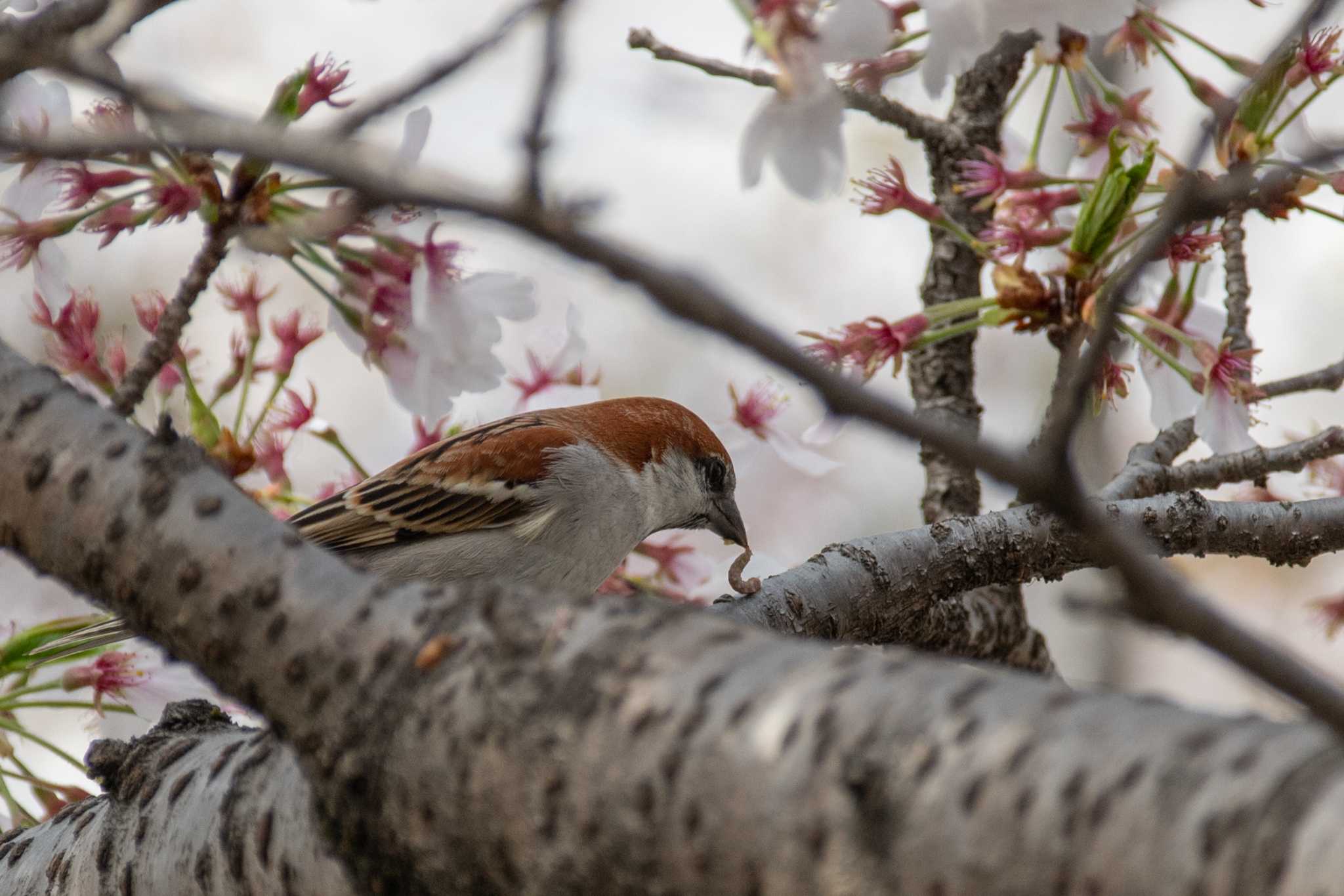 Photo of Russet Sparrow at 佐保川 by veritas_vita