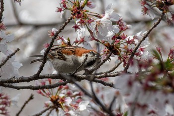 Russet Sparrow 佐保川 Mon, 3/29/2021