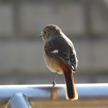 2021年2月14日(日) びわこ文化公園の野鳥観察記録