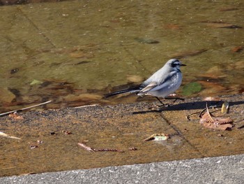 ハクセキレイ 岩槻文化公園 2017年1月28日(土)