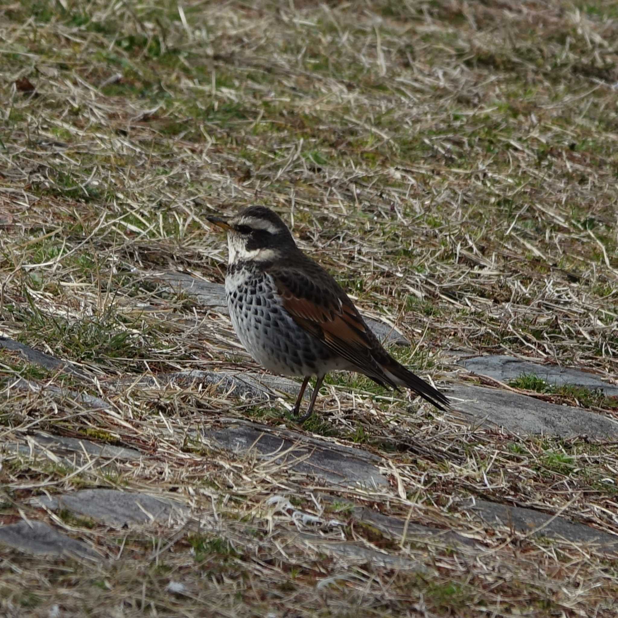 Dusky Thrush