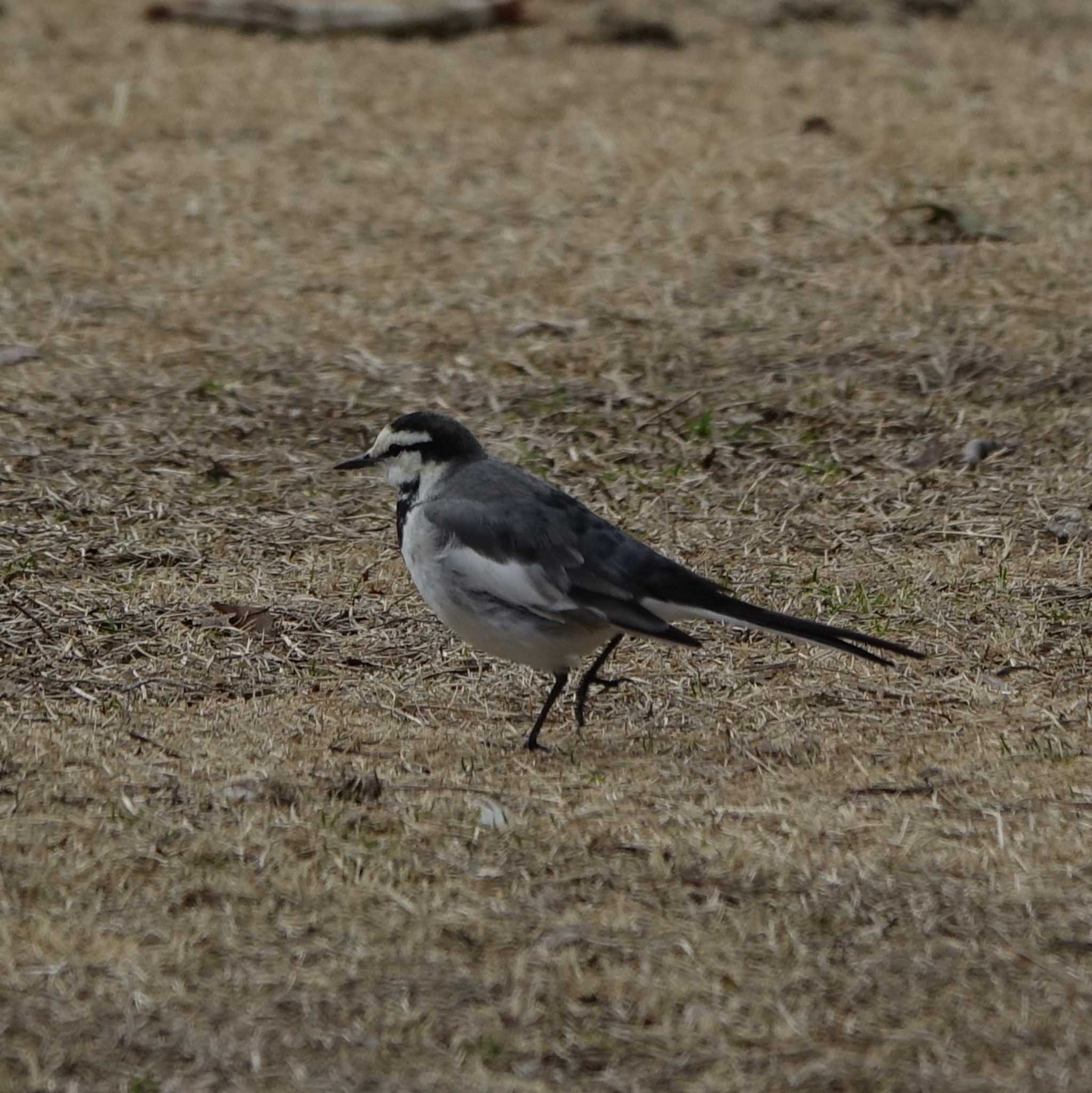 White Wagtail