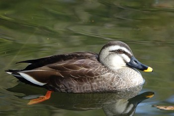 2021年2月21日(日) びわこ文化公園の野鳥観察記録