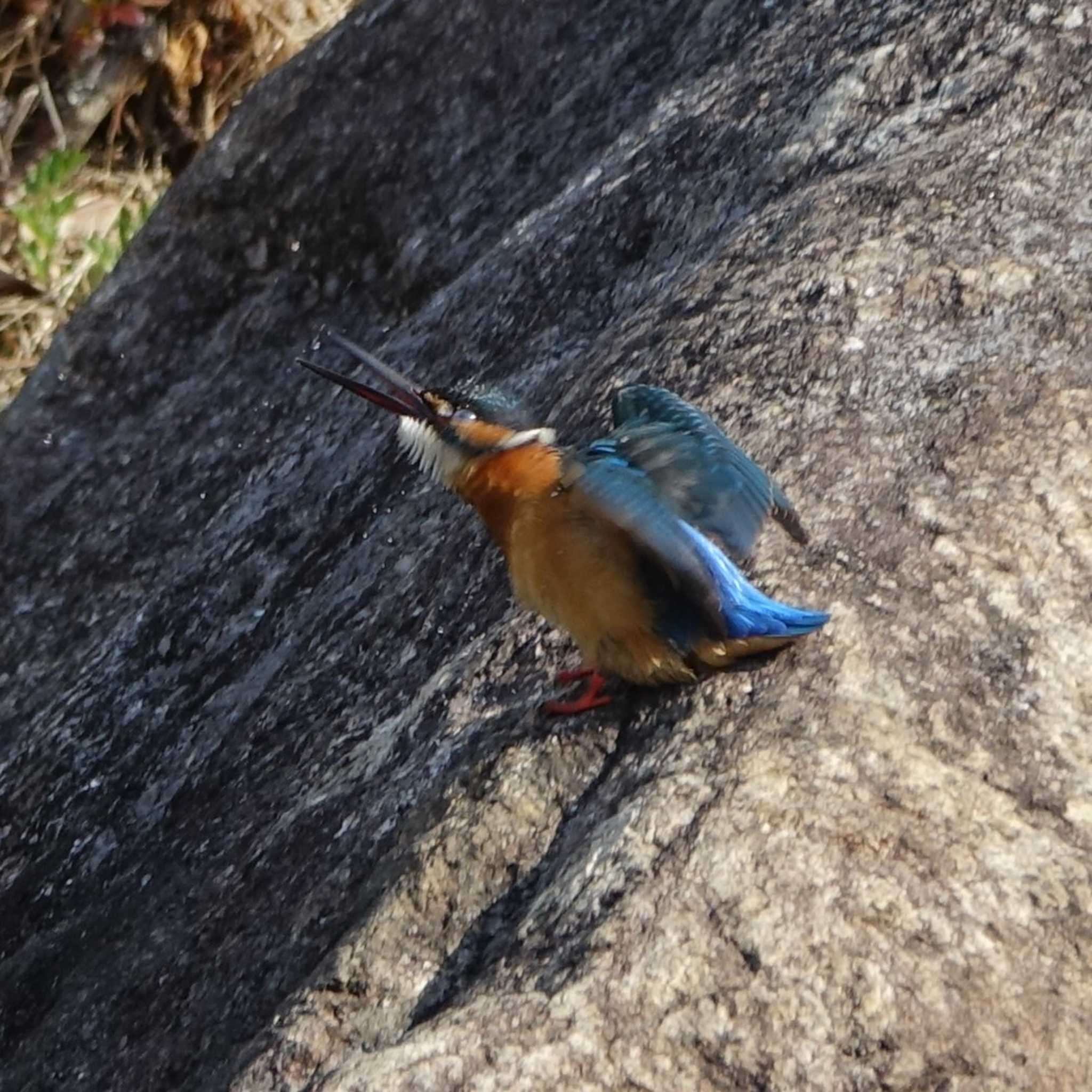 Common Kingfisher