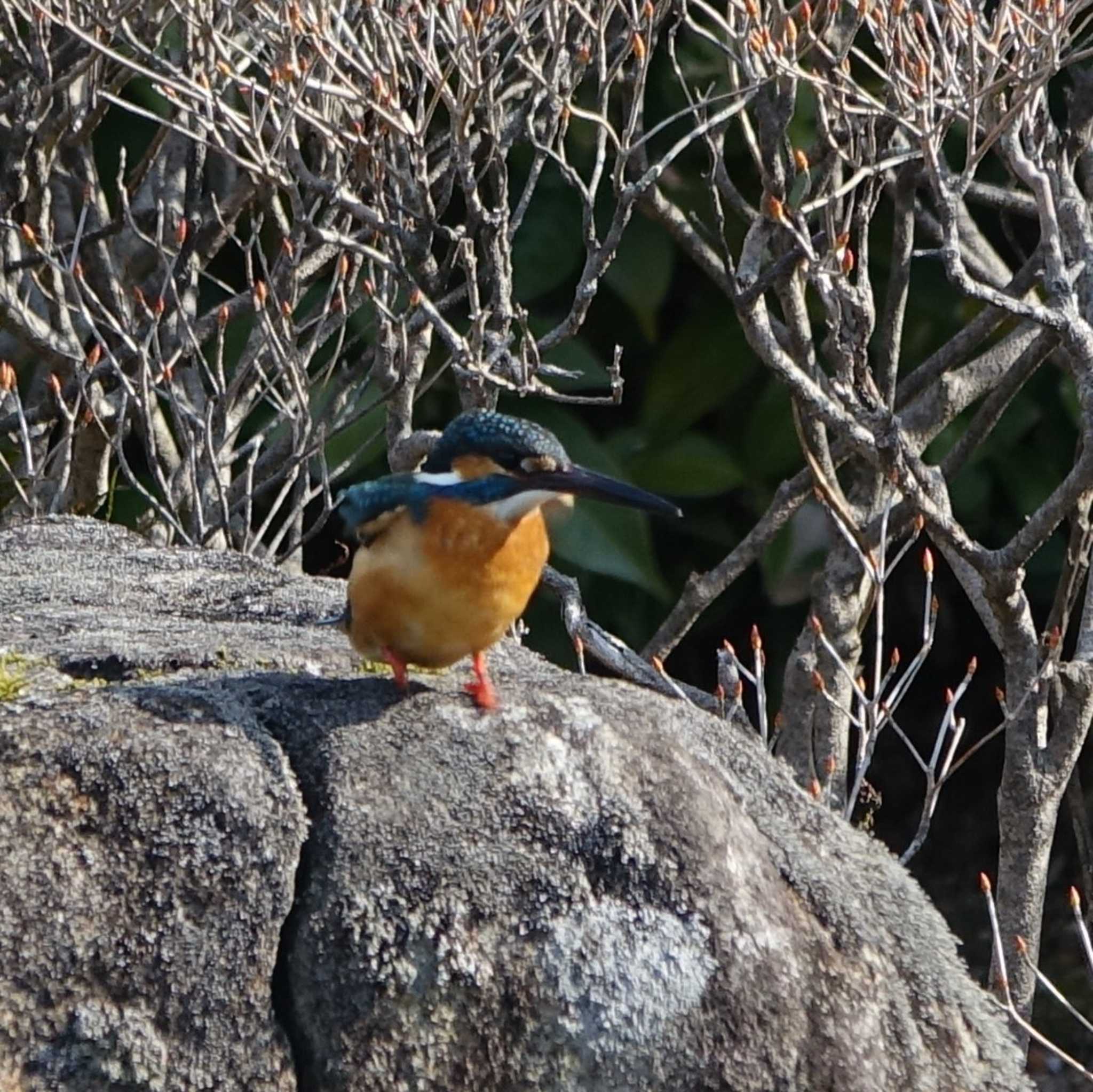 Photo of Common Kingfisher at びわこ文化公園 by bmont520