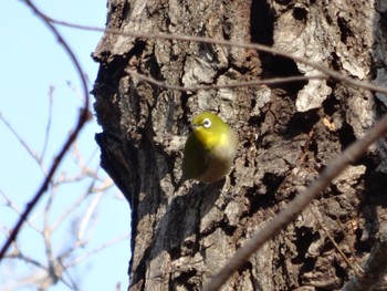 Warbling White-eye 権現山(弘法山公園) Sat, 1/7/2017