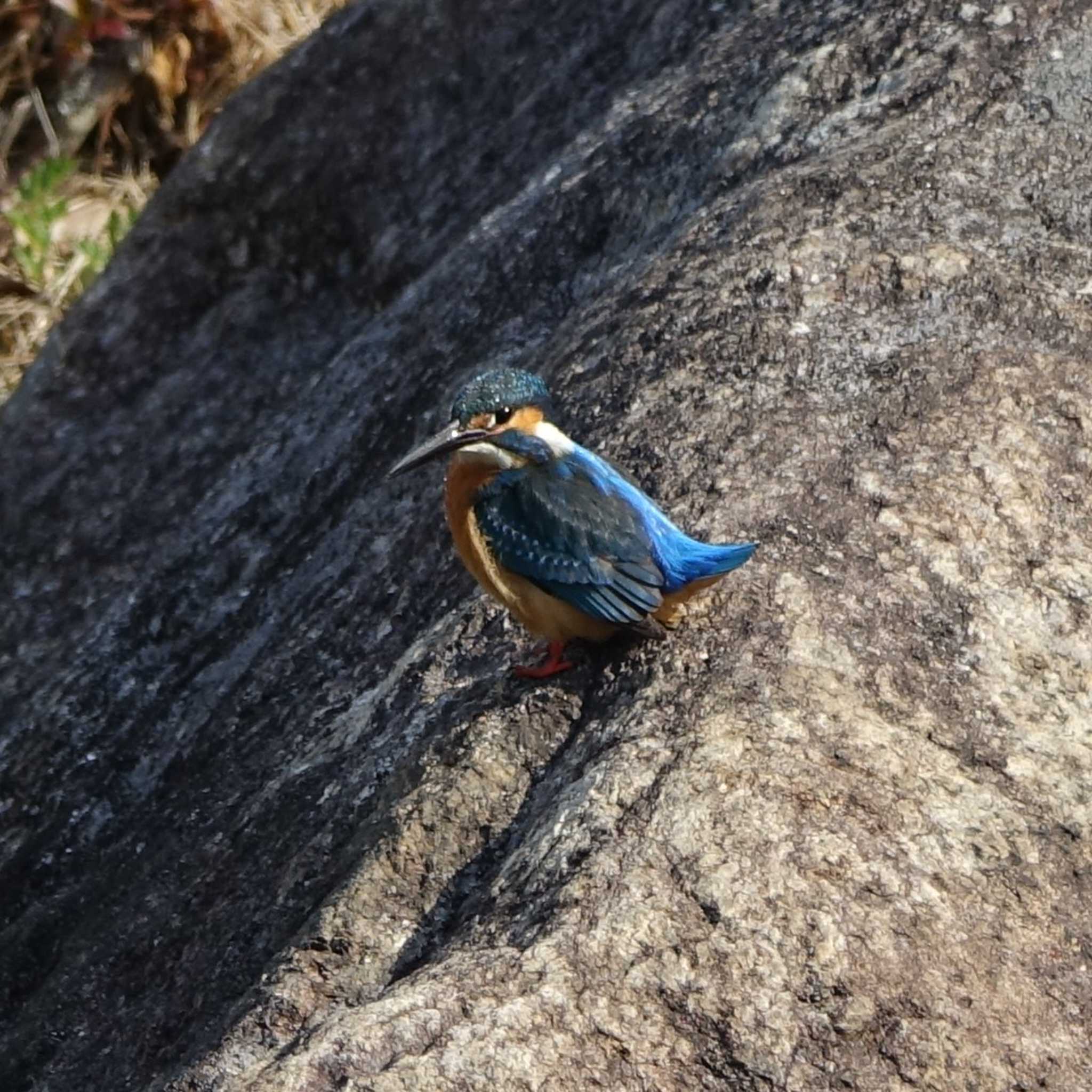 Common Kingfisher