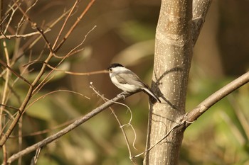 ハシブトガラ 伏見稲荷 2021年3月29日(月)